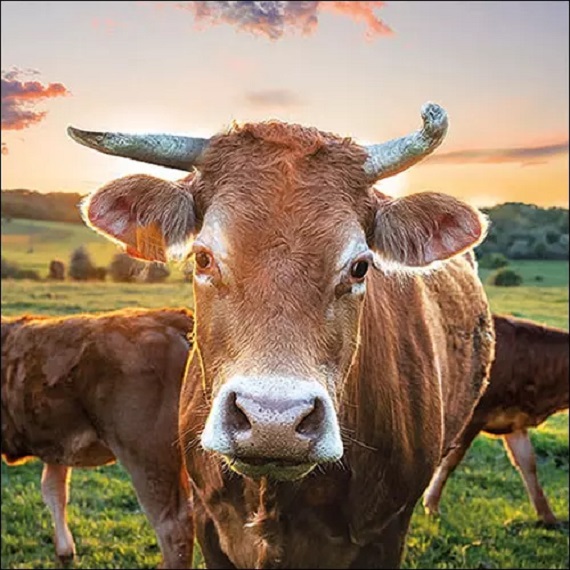 Serviette AMBIENTE (33 x 33 cm) - Cow in sunset