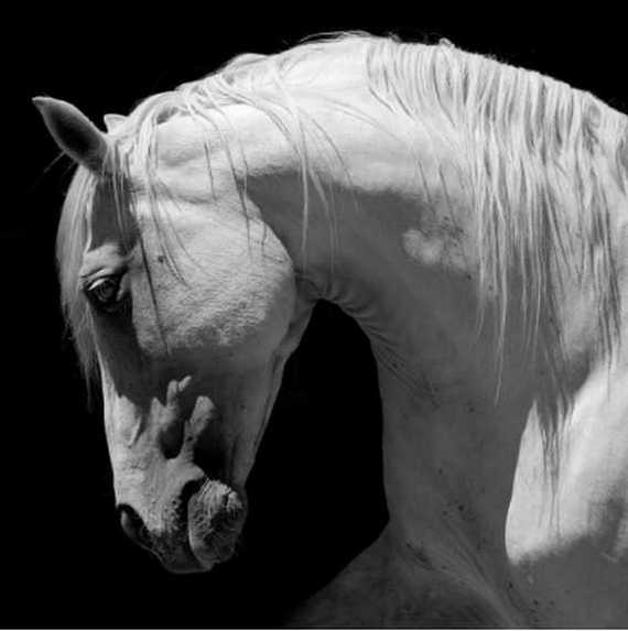 Serviette PAPER DESIGN (33 x 33 cm) - Grey Horse