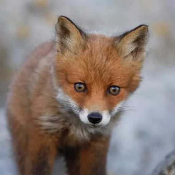 Serviette TI-FLAIR (33 x 33cm) - Red fox - Cliquez sur l'image pour la fermer
